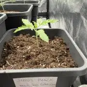 Sirius Black🧙‍♂️