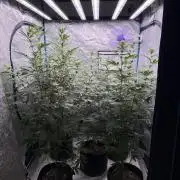 Multistrain indoor box  🌳