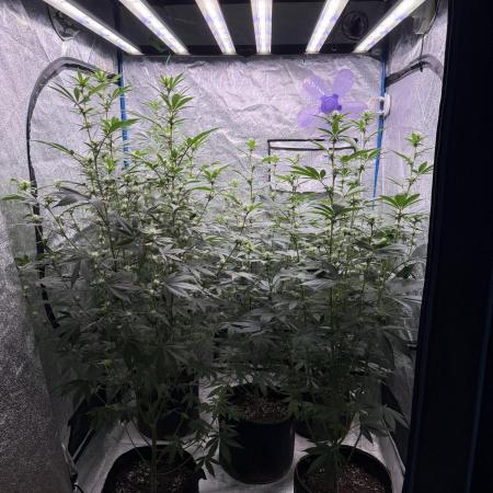 Multistrain indoor box  🌳