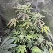 Money maker greenhouse💰