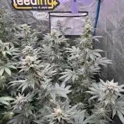 BackpackboyzXBarney’s bubblegum gelato🍧