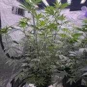 Super boof barney’s farm🍒