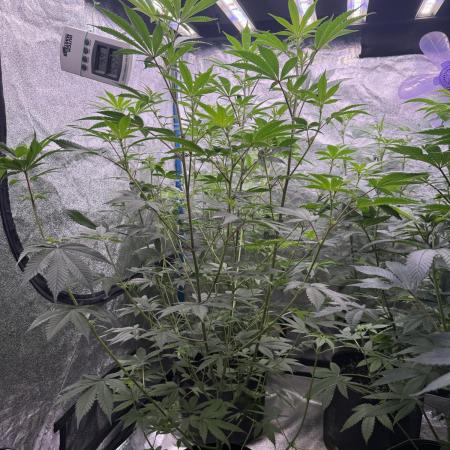 Super boof barney’s farm🍒