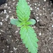 🇯🇲Bob Marley redemption indica🇯🇲