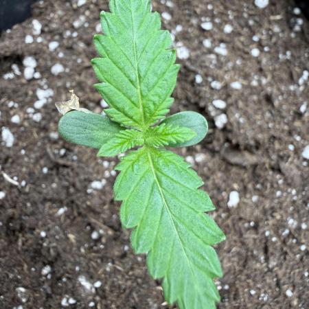 🇯🇲Bob Marley redemption indica🇯🇲