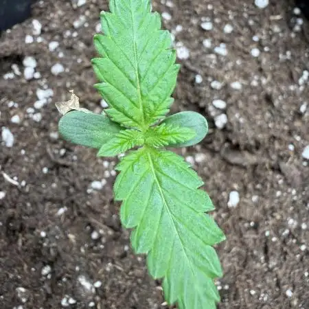 🇯🇲Bob Marley redemption indica🇯🇲