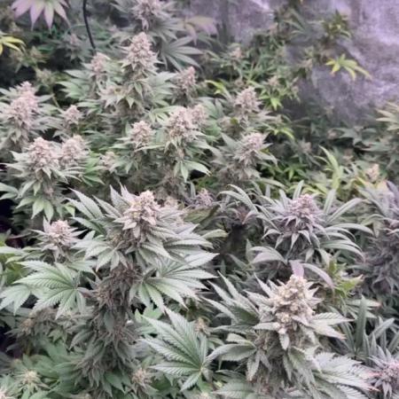 Franco’s FULLGASS⛽️& WHITE WIDOW 🕷️