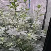 BackpackboyzXBarney’s bubblegum gelato🍧