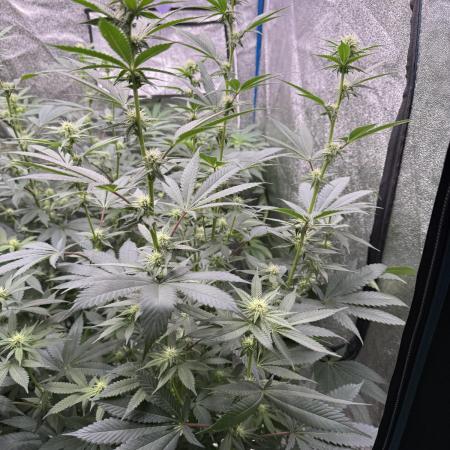 BackpackboyzXBarney’s bubblegum gelato🍧