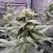 BackpackboyzXBarney’s bubblegum gelato🍧