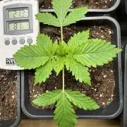 🇯🇲Bob Marley redemption indica🇯🇲