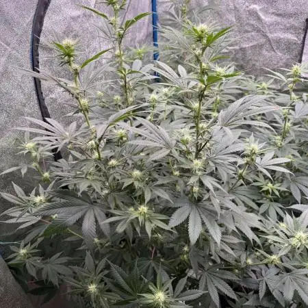Super boof barney’s farm🍒
