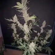 Lemon haze auto 🍋
