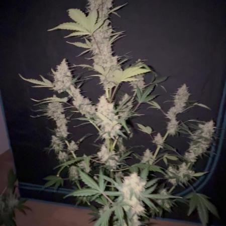 Lemon haze auto 🍋
