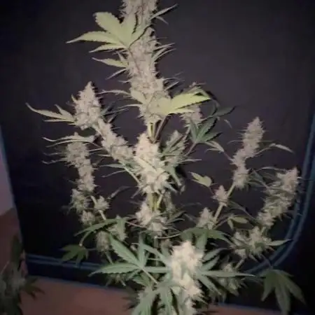 Lemon haze auto 🍋