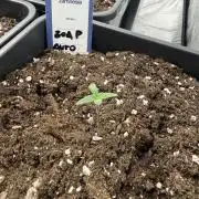 zoap auto🫧