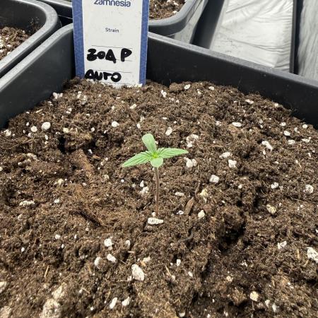 zoap auto🫧