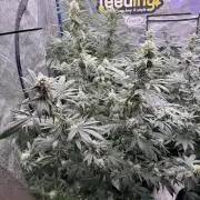 Super boof barney’s farm🍒