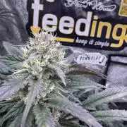 Super boof barney’s farm🍒