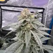 BackpackboyzXBarney’s bubblegum gelato🍧