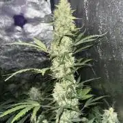 Lemon haze auto 🍋
