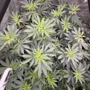 Multistrain indoor box  🌳