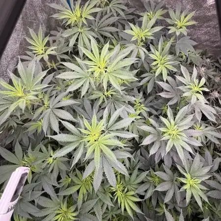 Multistrain indoor box  🌳