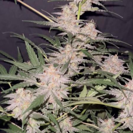 Frosted guava auto☀️