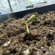 🇯🇲Bob Marley redemption indica🇯🇲