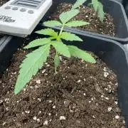 Superboof XL auto 🔥