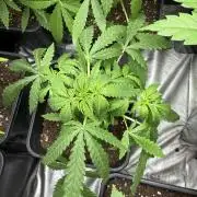 Superboof XL auto 🔥