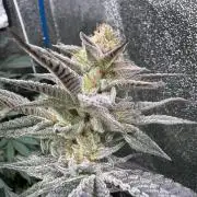 BackpackboyzXBarney’s bubblegum gelato🍧