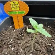Papaya stank🌴