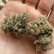 Frosted guava auto