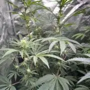 Money maker greenhouse💰