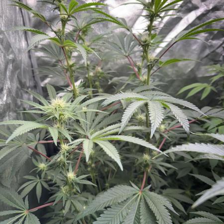 Money maker greenhouse💰