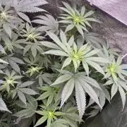 Money maker greenhouse💰