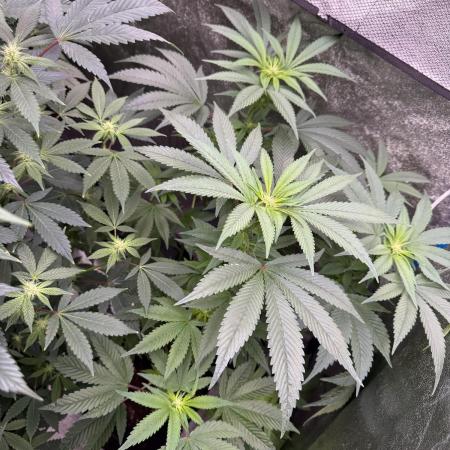 Money maker greenhouse💰