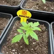 Banana fumes🍌🍯💨💨