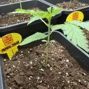 Papaya stank🌴