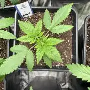 zoap auto🫧