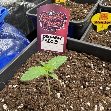 Original OREOZ®️