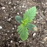 Amaretto tarmac🥧