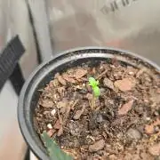 Strawberry Gorilla Fields