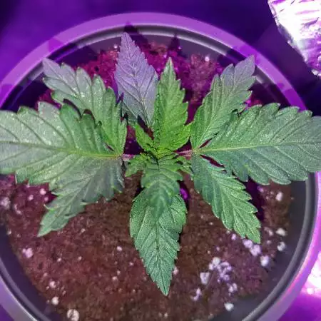 1st Indoor LED Grow 