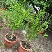 Outdoor die Erste