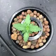 Epsilon F1 x2 & Apple Fritter Autoflower