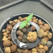 Epsilon F1 x2 & Apple Fritter Autoflower