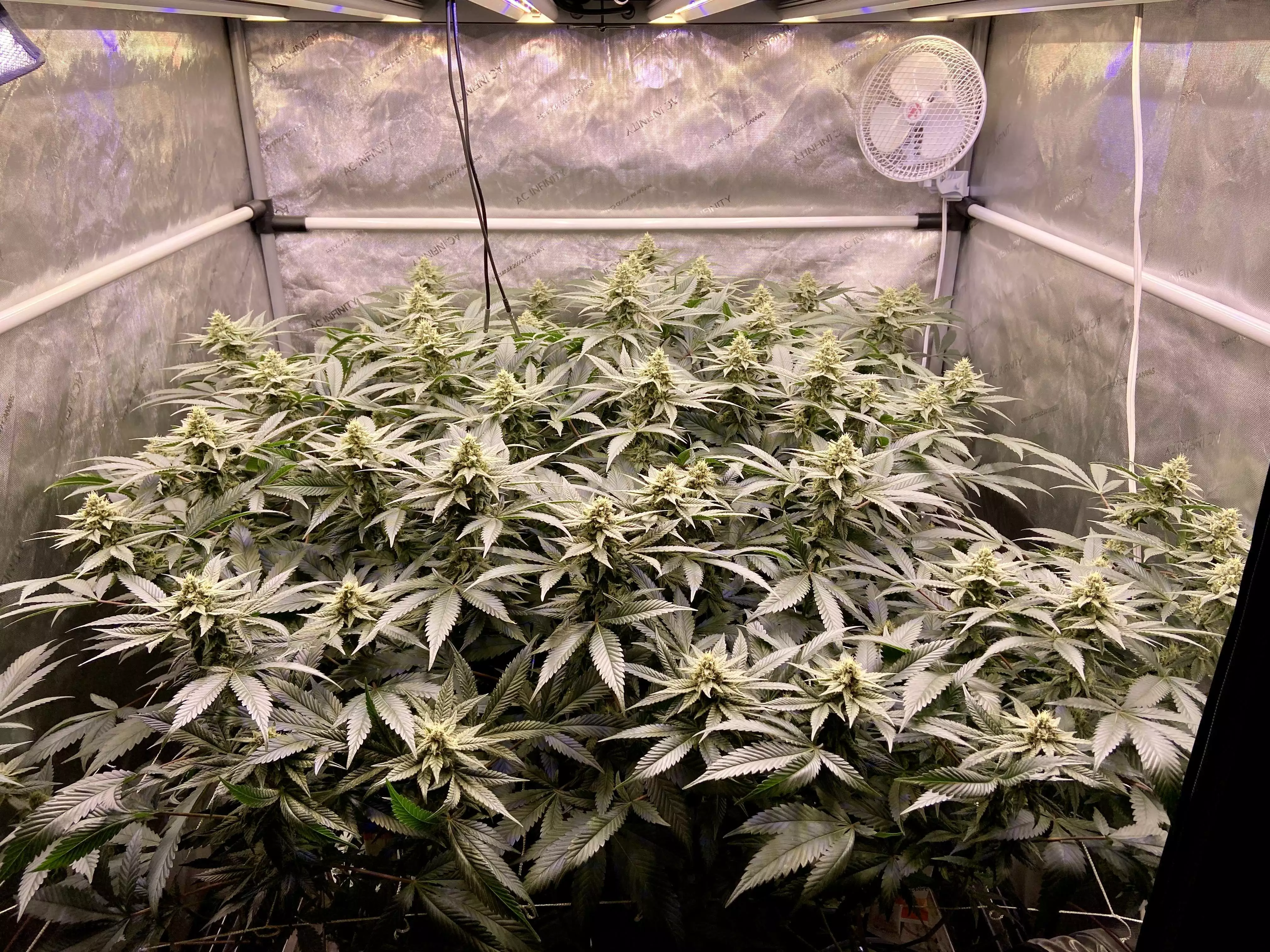 Slim 500S Seeds by Optic LED - GrowDiaries