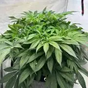 Super boof von Barneys Farm